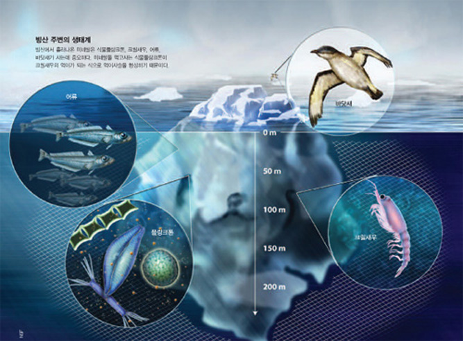빙산 주변의 생태계^빙산에서 흘러나온 미네랄은 식물플랑크톤, 크릴새우, 어류, 바닷새가 사는데 중요하다. 미네랄을 먹고 사는 식물프랑크톤이 크릴새우의 먹이가 되는 식으로 먹이사슬을 형성하기 때문이다.