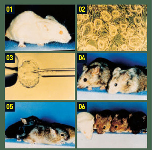 스미시스 교수가 실험할 때 사용한 실험재료다. 그는 대리모(01)의 수정란이 배반포 단계(02)일 때 특정 유전자를 삽입한 유전자를 넣었다(03). 이렇게 태어난 키메라쥐(04)와 털색이 다른 쥐를 교배해(05) 유전자 적중 쥐(06)를 얻었다.