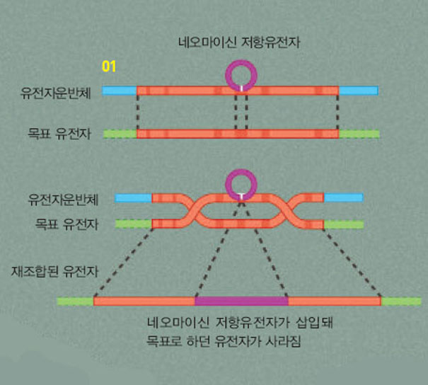 유전자 적중 쥐를 만드는 법