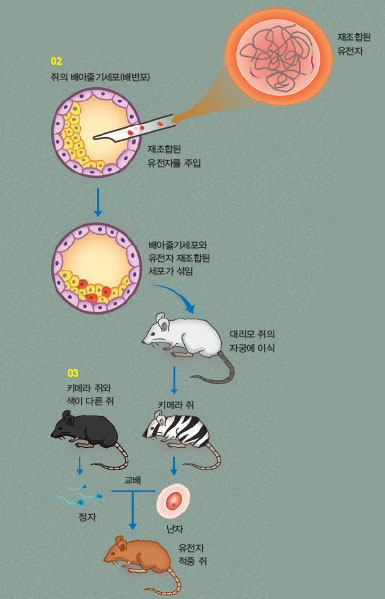 유전자 적중 쥐를 만드는 법