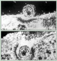 HIV가 인간의 T세포에 침투하는 장면.