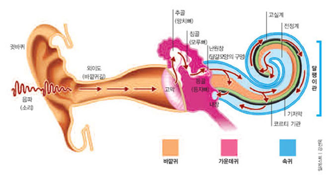 귀로 들어온 소리는 고막과 이소골(망치뼈, 모루뼈, 등자뼈)을 잇따라 진동시키고 이 진동이 난원창을 통과해 달팽이관 내의 림프액으로 전달된다. 그러면 기저막이 떨리고 이 떨림이 기저막에 붙어 있는 외유모세포에 작용해 전기신호로 바뀐 뒤 이 신호가 청각신경을 통해 뇌로 전해진다.