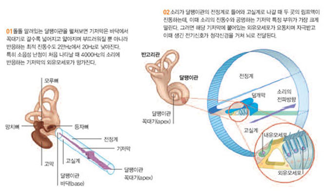 달팽이관 속 기저막 특징과 소음성 난청