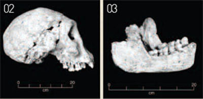 02 03 호모 에렉투스는 오스트랄로피테쿠스에 비해 턱과 이가 작아 요리를 통해 부드러운 음식을 먹은 것으로 추정된다.