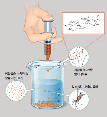 멜론 캐비아 만들기^과육이 주황색인 멜론의 과즙으로‘캐비아’를 만들 때 (과정은 42쪽 사진 참조) 핵심은 젤리화 반응이다. 과즙에 녹아있던 알기네이트 분자가 칼슘과 만나 엉키면 서 젤리 피막이 만들어진다.