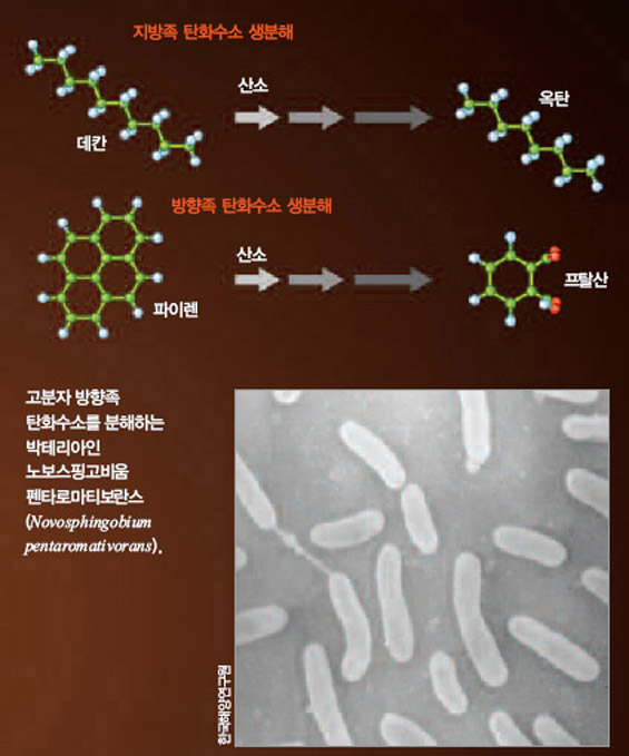 기름 생분해 과정^원유는 크게 지방족 탄화수소와 방향족 탄화수소로 나뉜다. 안정한 분자인 방향족 탄화수소 생분해가 더 어려워 자연정화에 시간이 많이 걸린다.