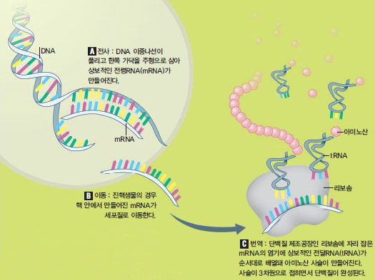 DNA에서 단백질이 만들어지는 과정^DNA 유전자 정보로부터 mRNA를 거쳐 리보솜에서 단백질을 만드는 작업. 수많은 생체분자가 관여하는 복잡한 과정이다.