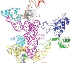 2006년에는 mRNA와 tRNA가 결합된 상태의 리보솜 입체구조가 밝혀졌다.