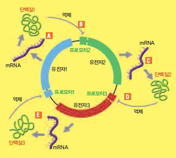 '인공생체시계'의 작동원리^예를 들어 유전자1이 단백질1을 만들어(A) 스위치인 프로모터2를 끄면(B) 단백질2가 줄어든다(C). 그러면 단백질2가 억제하던 프로모터3이 다시 켜져(D) 단백질3을 만들고(E), 이어서 단백질1이 줄어든다. 이 과정이 일정한 시간 간격으로 반복된다.