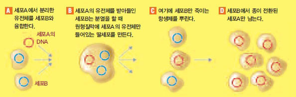 벤터 박사의 미생물 세포 ‘종전환 수술’^인공으로 합성한 유전체를 살아있는 세포로 만들기 위해서는 유전체가 제대로 발현할‘집’을 찾는 일이 중요하다. 벤터 박사는 다른 종의 유전체를 이식해 종을 바꾸는 데 성공했다.