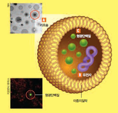 인공세포막 안에서 DNA발현시키기^리포솜은 인지질이나 콜레스테롤로 만든 미세한 구형의 이중막이다(A). 이 안에 실제 세포의 구성요소와 효소를 넣고 형광단백질 유전자를 넣자(B) 유전자가 발현해 녹색빛을 내는 단백질이 만들어졌다(C).