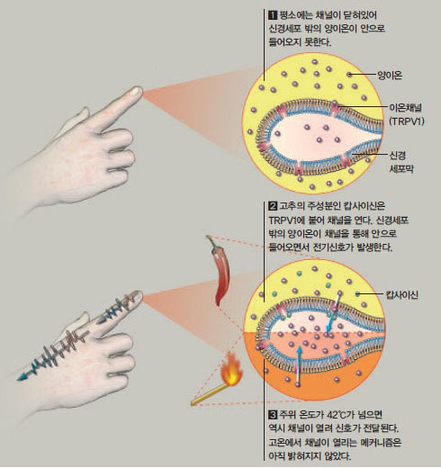 고추와 성냥불에 열리는 열센서^매운 음식이나 열로 인한 통증을 전달하는 신경세포의 세포막에는 이온채널 TRPV1이 분포한다.