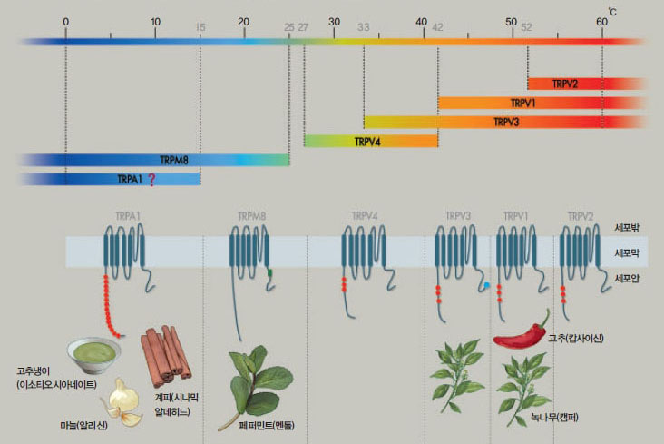온도센서 스펙트럼^항온동물인 포유류는 체온을 일정하게 유지하기 위해 여러 온도센서를 통해 온도정보를 얻는다. 몇몇 온도센서는 온 도뿐 아니라 특정한 분자에도 반응한다. 고추의 매운맛은 TRPV1이 감지하지만 계피와 마늘, 고추냉이의 매운맛은 TRPA1을 통해 느껴진다. TRPA1이 냉센서인가에 대해서는 실험결과가 일치하지 않고 있다.