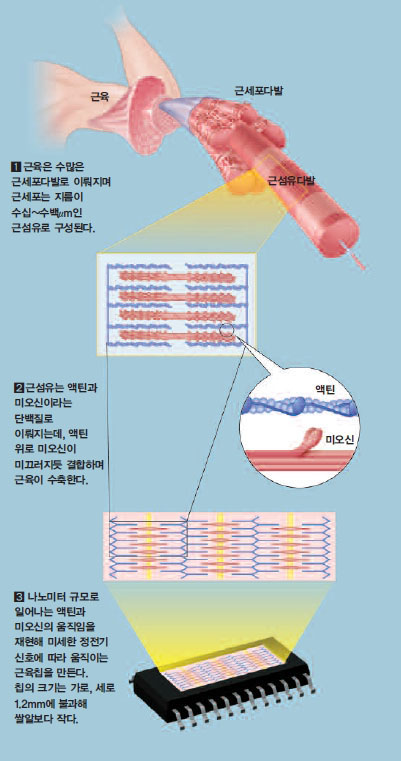 근육칩의 원리