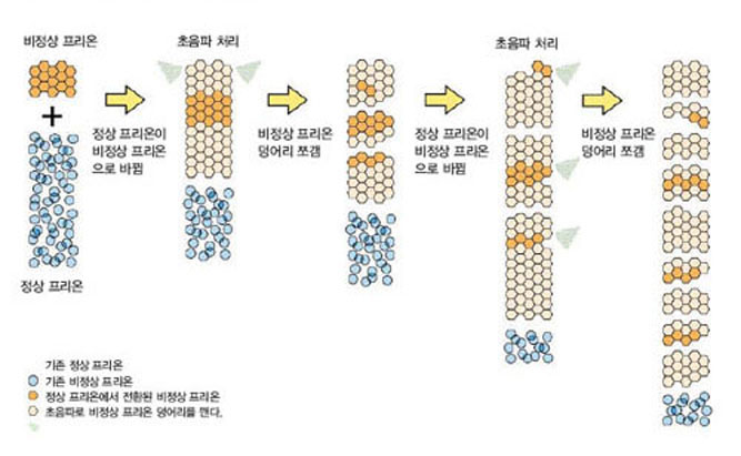 비정상 프리온이 증식하는 메커니즘^비정상 프리온은 정상 프리온과 아미노산 서열은 똑같지만 입체 구조가 다르다. 둘이 만나면 정상 프리온의 구조가 바뀌 어 비정상 프리온이 되면서 뭉쳐진다. 시험관에서 짧은 시간 안에 이 과정을 재현하려면 일정 간격으로 초음파를 가해 비정상 프리온 덩어리를 쪼개 표면적을 넓혀줘야 한다.