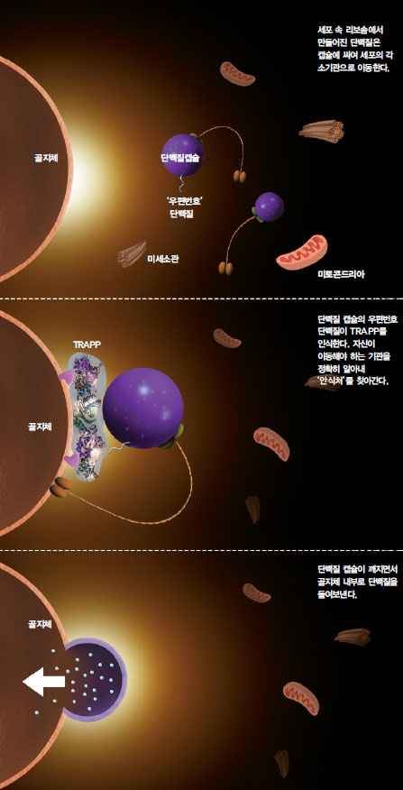 리보솜에서 만들어진 단백질이 세포 소기관으로 이동하는 방법