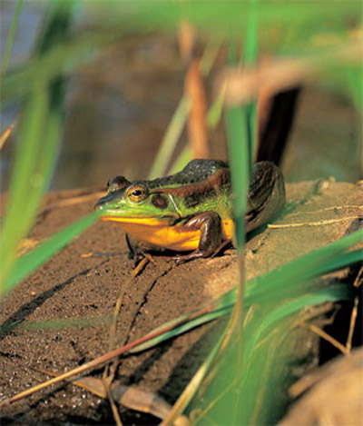 서식지 파괴로 개체수가 급감해 멸종위기야생동물Ⅱ급 종으로 지정된 금개구리. 등에 있는 금색 두 줄이 특징이다