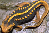 양서류의 흑사병인 항아리 곰팡이에 감염돼 죽은 개구리.