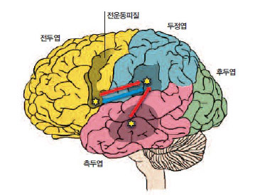 거울뉴런의 분포^지금까지 연구를 종합하면 거울뉴런(별표)은 뇌의 3곳에 분포한다. 전두엽 전운동피질 아래쪽과 두정엽 아래쪽, 측두엽 뇌섬엽 앞쪽이다. 거울뉴런은 서로 신호를 주고받으며 정보를 처리해 지각한 행동의 의미를 파악한다.