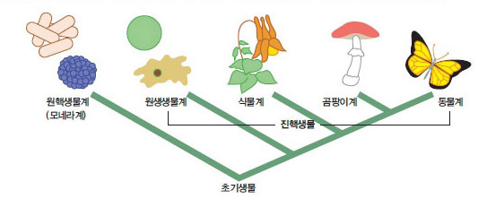 휘테커의 5계 분류 체계^1969년 휘테커는 원핵생물을 1계로 하고 진핵생물을 4계로 쪼개 총 5계로 구성된 분류 체계를 제안했다.