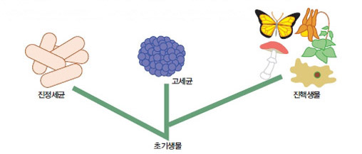 우스의 3영역 분류 체계^1977년 우스는 리보솜 RNA의 염기서열을 바탕으로 원핵생물을 둘로 쪼개 각각 독립된 영역으로 하고 진핵생물을 하나의 영역으로 묶은 새로운 분류 체계를 제안했다.