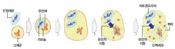 진핵세포의 공생 가설^수십억 년 전 고세균에 포획된 진정세균이 소화되지 않고 공생하면서 에너지를 공급하는 세포 내 소기관인 미토콘 드리아로 바뀌었다. 이 과정에서 진정세균의 유전자가 고세균으로 이동했다. 오늘날 진핵생물의 유전체가 이들의 모자이크인 이유다.