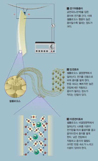 전기종이가 움직이는 원리^종이에 전기를 걸면(1) 셀룰로오스의 결정영역이 압전체 역할을 해 전기를 진동으로 바꾼다(2). 또 셀룰로오스의 비결정 영역에서는 이온(Na+)이 전기장을 따라 물분자를 끌고 움직이면서 종이가 떨린다(3).