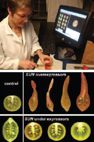 납 박사가 연구에 사용할 토마토를 준비하고 있다(위). SUN이 발현되면 길쭉한 토마토가, 발현되지 않으면 둥근 토마토가 나타난다(아래).