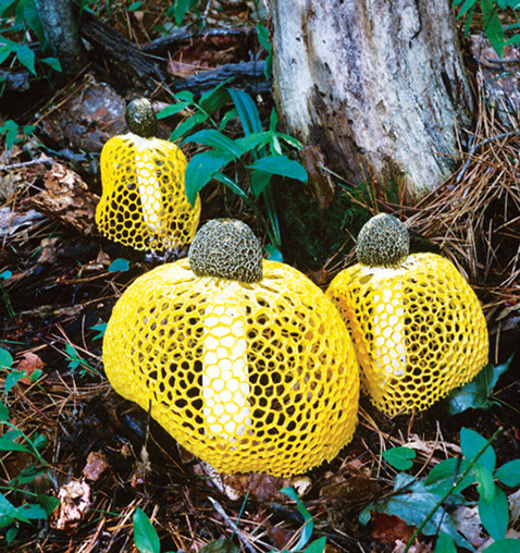 숲속에 나타난 노란망태버섯. 흥미롭게도 근처에서 함께 나오던 망태버섯은 동시에 ‘성장’(팽창)을 멈춘다.