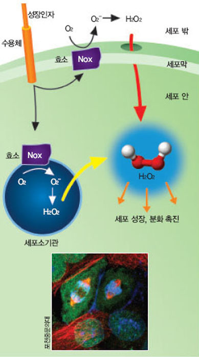 세포내 신호전달 매개체 과산화수소^외부 성장인자가 세포막 수용체에 결합하면 세포막 또는 세포 소기관의 막에 있는 효소(Nox)가 활성화돼 산소(O2)에서 초과 산화이온(O2 -)을 거쳐 과산화수소(H2O2)를 만든다. 과산화수소 의 작용으로 세포분열(아래 사진) 같은 생명 활동이 일어난다.
