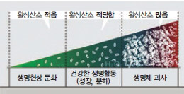 활성산소와 생명현상 활성산소는 너무 많으면 세포를 죽이는 독성물질로 작용하지만, 적당하게 있으면 세포의 성장과 분화를 돕는 아군으로 활동한다. 아예 없으면 세포는 자라지 못한다.