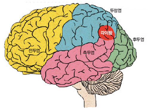 측두엽, 두정엽, 후두엽이 접합된 지점인 각이랑은 은유를 이해하는 데 중요한 부분으로 사람에서 유난히 발달해 있다.