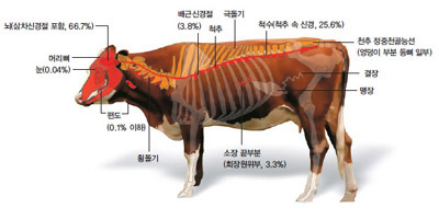 광우병 소의 SRM과 변형 프리온 분포^한미 쇠고기 협의에 따라 생후 30개월 미만인 소에서는 편도와 소장 끝부분만, 생후 30개월 이상인 소는 7개 부위가 특정위험물질(SRM)로 분류돼 수입 금지된다. 추가 협의에 따라 척추의 횡돌기, 극돌기 등도 금지됐다. 광우병 소에서 변형 프리온은 뇌(66.7%), 척수(25.6%), 배근신경절(3.8%), 소장 끝부분(3.3%) 등 7개 부위에 99% 이상 분포한다.