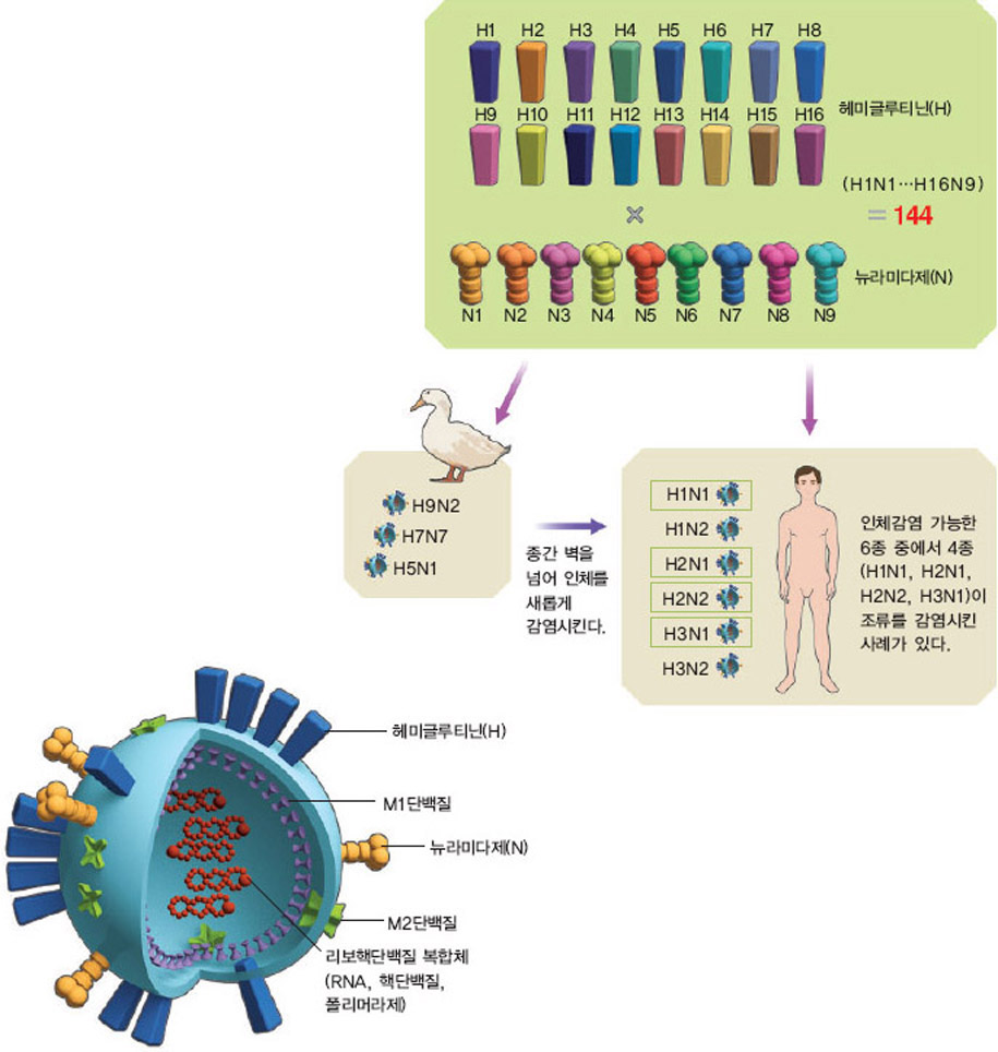 조류인플루엔자 구조와 조합