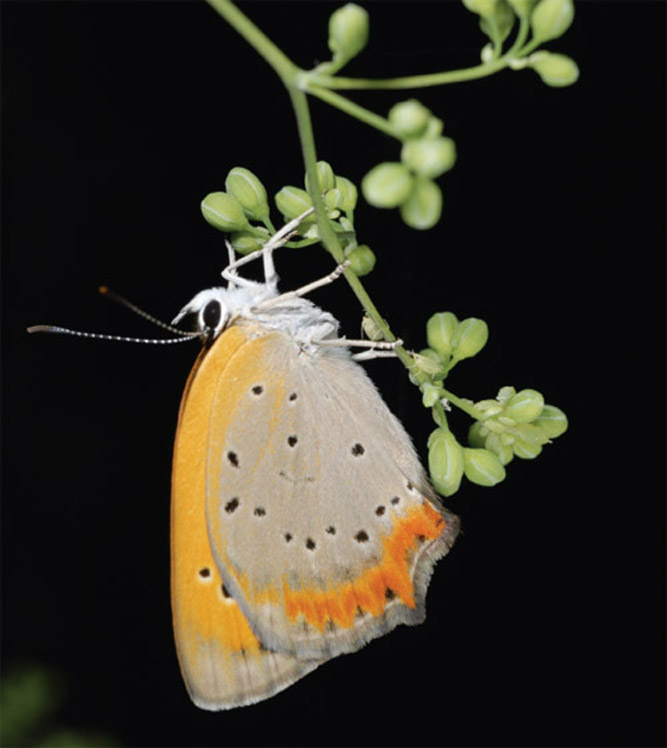 큰주홍부전나비 (Lycaena dispar)^논둑, 하천제방, 밭가에서 소리쟁이 같은 여러해살이풀을 먹고산다. 유럽에서부터 우리나라 중부지방까지 널리 분포한다.