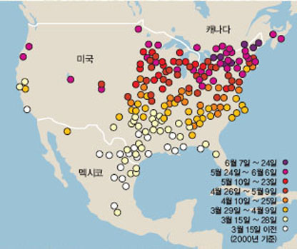 북미왕나비 이동경로^보통 북미왕나비는 9월에서 11월까지 미국 북동부와 캐나다에서 멕시코로 이동해 겨울을 나고 이듬해 봄이 오면 3월~6월에 걸쳐 캐나다로 되돌아간다. 이 나비들은 알을 낳고 새로운 세대를 탄생시킨다. 어른나비가 된 다음 세대는 겨울이 오기 전에 다시 멕시코로 떠난다. 이런 이주행동이 반복된다.