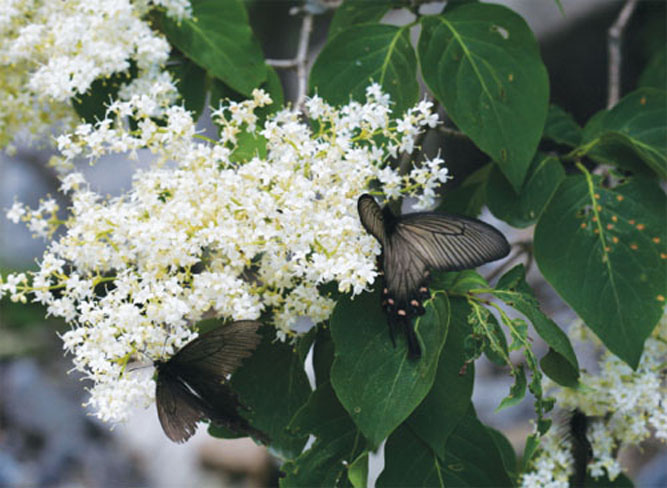 사향제비나비(Atrophaneura alcinous)^산기슭 주변에서 천천히 날면서 여러 꽃에서 꿀을 빤다. 수컷나비가 사향의 향기를 내기 때문에 사향제비나비라는 이름이 붙었다.