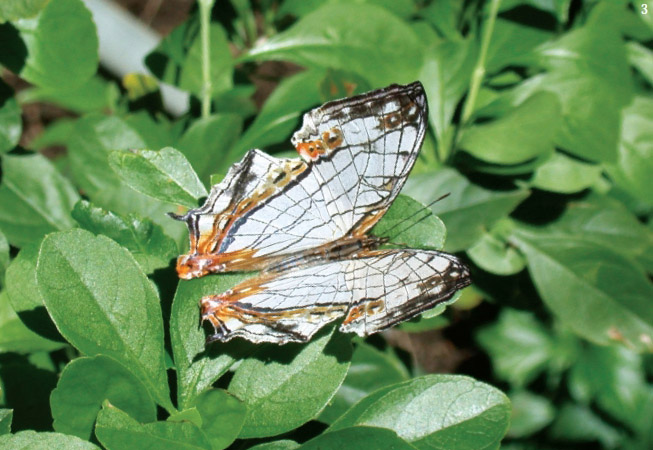 돌담무늬나비 (Cyrestis thyodamas mabella)^아열대성 또는 열대성 나비로 제주도에 날아 들어온다. 2000년 초 미접으로 확인됐다.