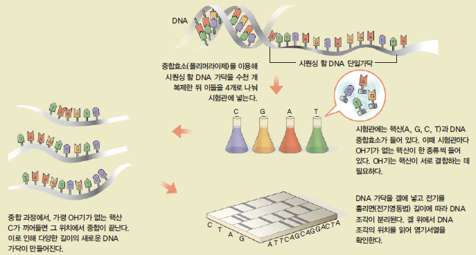 DNA 시퀀싱 방법