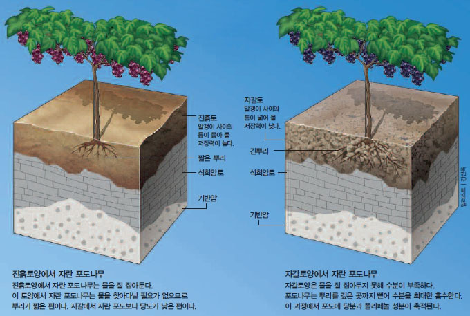 포도 맛을 좌우하는 흙^토양이 물을 얼마나 오래 잡아두느냐에 따라 포도의 맛이 결정된다.