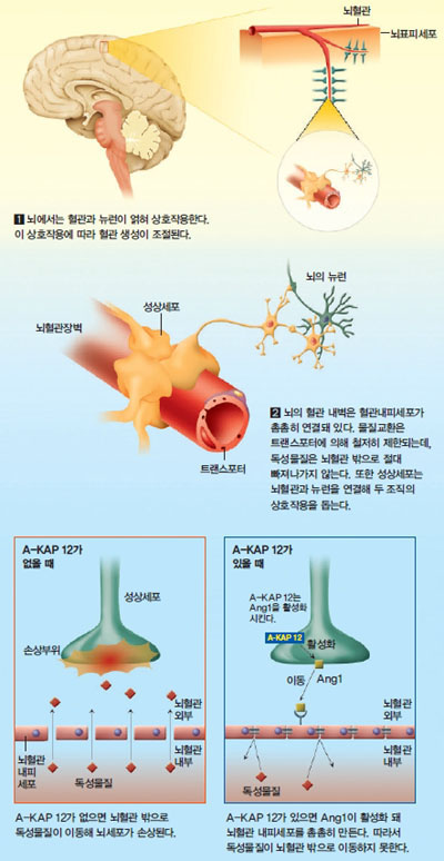 뇌혈관장벽의 생성