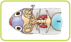 물고기의 귀는 머리뼈 안에 들어 있는 내이다.