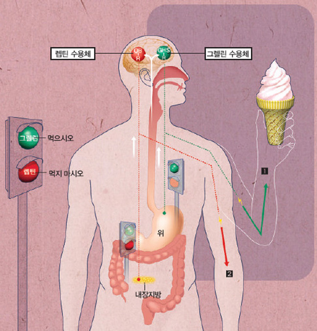 식욕 조절하는 그렐린과 렙틴의 작용^그렐린과 렙틴은 상호작용하며 식욕을 조절한다. 위에서 분비된 그렐린은 시상하부의 GHS-R을 자극해 식욕을 돋운다(1). 반면 피하지방에서 분비된 렙틴은 시상하부의 OB-R을자극해식욕을잠재운다(2).