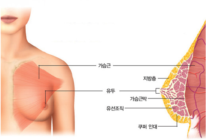 여성 유방의 구조^유선조직과 지방층으로 이뤄진 유방에는 무게를 지탱할 근육이 전혀 없다. 대신 쿠퍼 인대라는 얇은 섬유조직이 유방 전체를 감싸며 무게를 지탱하는데, 쿠퍼 인대가 손상되면 유방이 아래로 늘어진다.