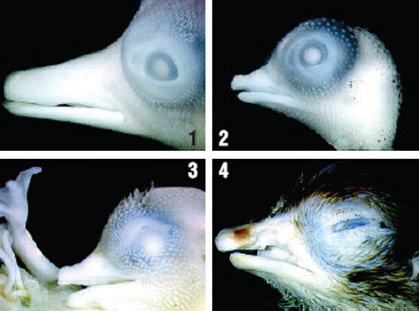 정상적인 오리(1)와 메추라기(2) 태아의 부리. 배아의 부리 형성을 조절하는 신경능세포를 바꿔치기한 오리(3)와 메추라기(4)는 서로 상대의 부리에 더 가까운 형태를 띤다.