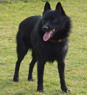 스키퍼키(Schipperke)^16세기 벨기에에서 개발된 소형견으로 새까만 털과 위로 뾰족한 귀가 특징으로 얼굴은 여우처럼 생겼다. 매우 영리하고 활발한 성격으로 훈련에 잘 따르고 주인이 좋아하는 일을 하고 싶어 한다. 잔병이 적고 오래 사는 품종이다.