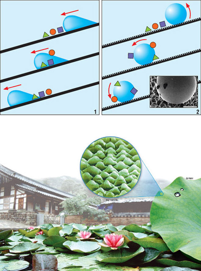 연꽃잎 위 물방울이 먼지를 씻어내는 원리