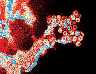 A형간염 바이러스(Hepatitis-A Virus)는 건조하거나 염분이 있는 환경에서도 장기간 살아남을 정도로 생명력이 질기다.