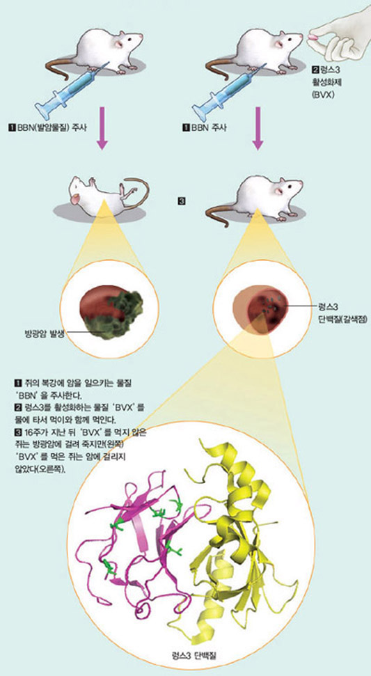 렁스3 활성화제의 방광암 억제 과정^연구단은 렁스3 단백질(암 발생 억제)에서 일어나는 아세틸화 반응을 강화시켜 렁스3 단백질의 양을 늘리는 렁스3 활성화제‘BVX’를 개발했다.