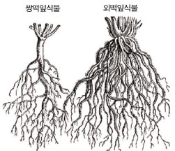 뿌리 가운데에 굵은 뿌리가 있으면 쌍떡잎식물이다.